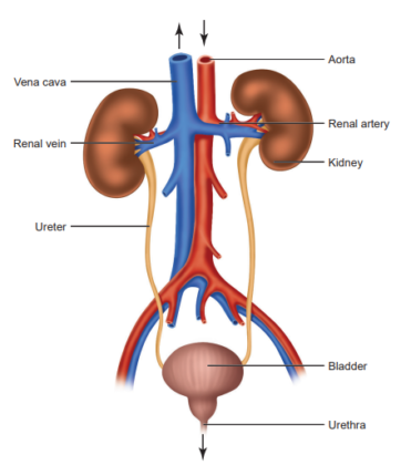 Class 10 Life Processes Notes - BrainIgniterBrainIgniter