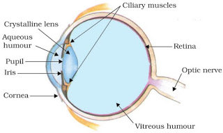 human eye