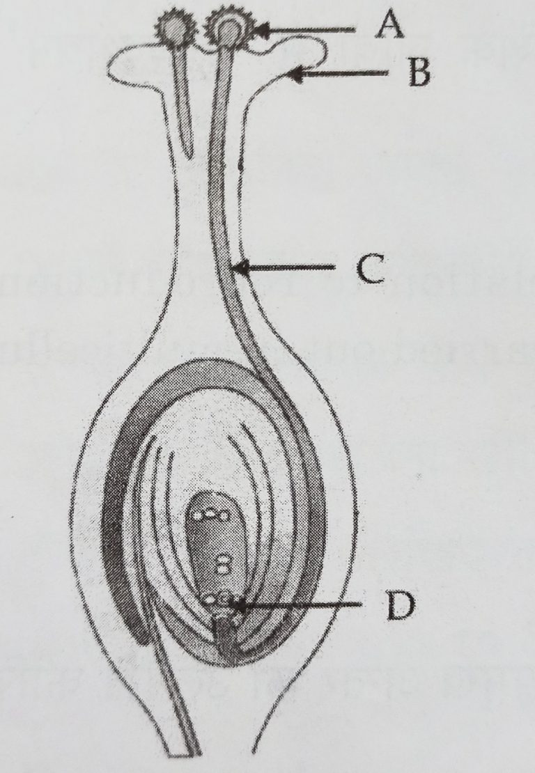 Class 10 How Do Organisms Reproduce Previous Years Questions