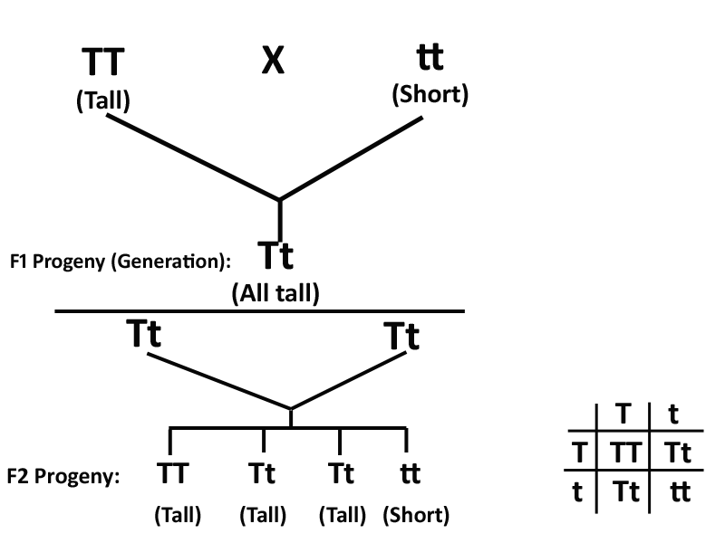 what are dominant genes class 10