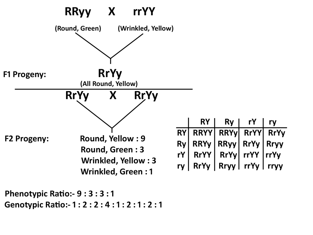 what is recessive gene class 10