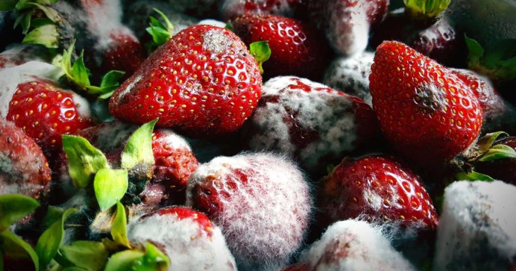 fungus on strawberry